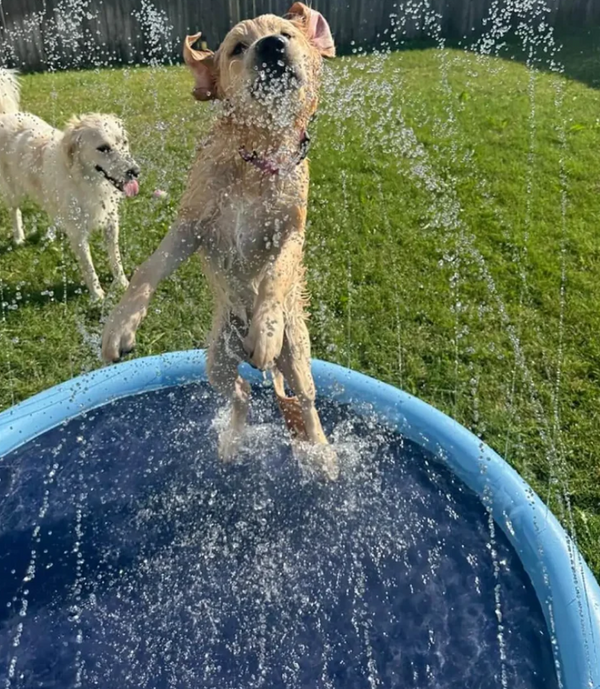 Zomerplezier Hondenzwembad