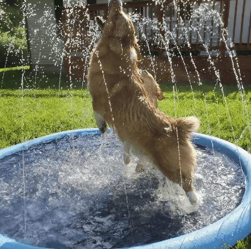 Zomerplezier Hondenzwembad